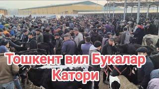 Тошкент вил Бука тум чорва бозори букалар катори 09.03.2025