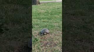 why North America called Turtle Island? #turtle #america