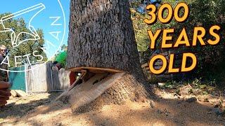 Massive & Dangerous Oak Tree Comes Down Hard