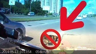 18+ Авария.ДТП.Сбил собаку. ШОК..... Киев.Crash, Car accident