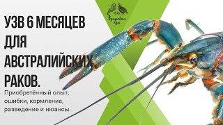 УЗВ 6 месяцев для австралийских раков. Приобретенный опыт, ошибки, кормление, разведение и нюансы.