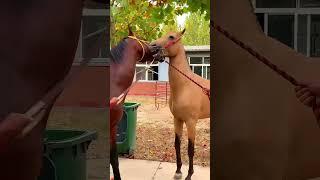 Horse meeting 2023 funny horse videos