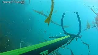 Chasse sous marine le croisic