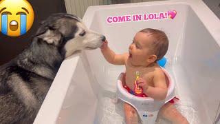 Husky Jumps Into Angry Babies Bath!. [FUNNIEST VIDEO EVER!!]