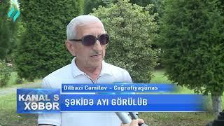 Şəkidə ayı görülüb... @Kanal-S