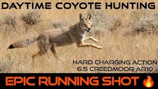 Charging Coyotes | Intense Daytime Hunting | 7 Down |  New 2024