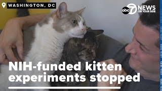 Deadly kitten experiments funded by NIH at UC-Davis halted after White Coat inquiry