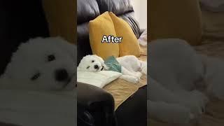 #forkids #dog #maltipoo #puppy #maltese  #poodle