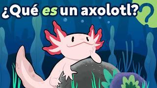 Why are AXOLOTLS magic?