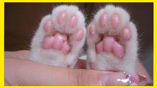 TOE BEANS CAT COMPILATION - KITTEN PAW - CAT TOE BEANS - KITTEN TOE BEANS