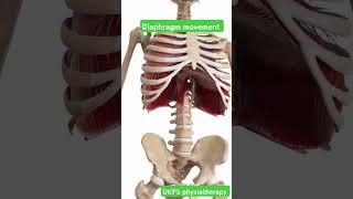 #diaphragm #dkps #physiotherapist #youtubeshorts #shortsviral #physiotherapy #health