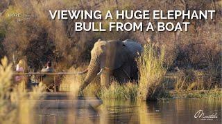 Big Elephant Bull from Miss Mara Water Safari | Marataba Luxury Lodges | South Africa | #safari