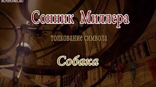 К чему снится Собака сонник, толкование сна