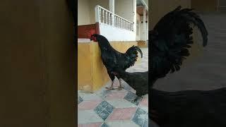 Uzbek breed - Kora Shahzoda Giant rooster Узбекская порода  Кора Шахзода Гигант