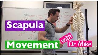 Scapula Movement | Functional Anatomy