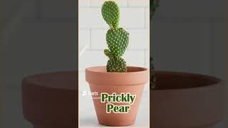 Which Plants Attract Money ? | 10 Plants Which Attract Money To Your Home  and Office
