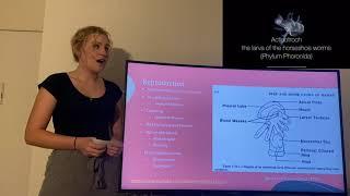 Phylum Phoronida Presentation