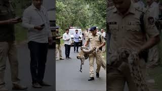 Monkey Trapped by Snake, Fearful Moment!