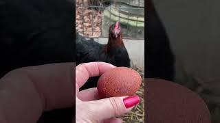 Первое Яйцо Марана.    #shorts #loralife #куры #яйценоскость #chickens #яйца