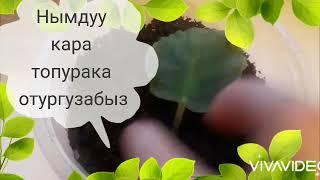 Фиалка гүлүн жалбырактан өстүрүү