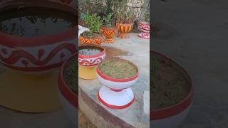 #update #portulaca #propogation  #portulacaflower #beautiful #pot #gardening #video
