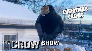 Christmas Crows