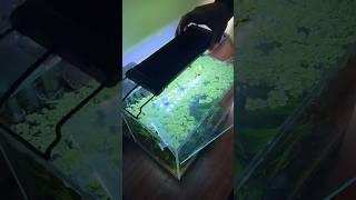 Salvinia Minima floating plant