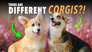 Want a Corgi? Watch This First! | Ultimate Pet Nutrition