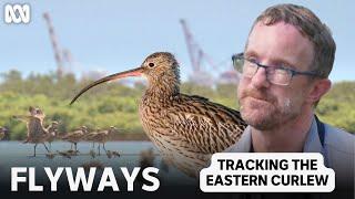 Tracking the Eastern Curlew | Flyways: The Story of Migratory Shorebirds | ABC TV + iview