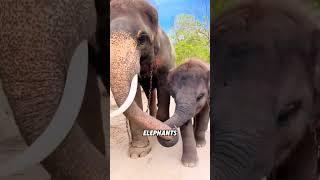 Elephant trunks #animal #elephant #cute