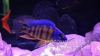 Taiwan Reef | African Cichlid Species Spotlight Episode 1