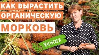 Дорогая? Нет – бесценная морковь для проекта «Жизненки»!