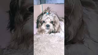 I'm not lazy | Coco The ShihTzu # #cute #pets #dogs #furbaby #shihtzupuppies #doglover #shihtzu