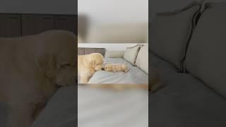 What Does A Golden Retriever Do When It Finds A Sleeping Puppy