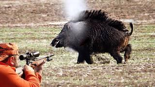 BEST WILD BOAR HUNTING VIDEOS, Unforgettable moments of hunting