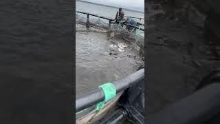 Белуги #белугафиш #осетроваяферма #fish