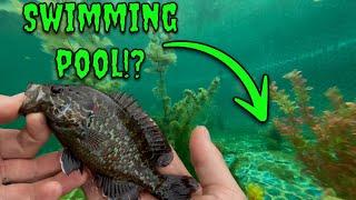 I Turned My Pool into a Wild Fish Pond – The Results Are CRAZY!