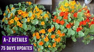 How to Grow Nasturtium from Seeds n Get MAXIMUM Flowers