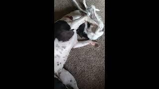 4 lb mutt tries to wake pit Bull