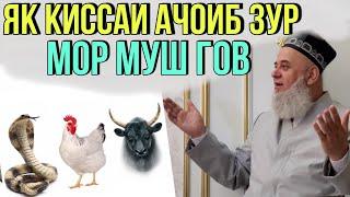 ХОЧИ МИРЗО АЧОИБ КИССА ЗУР МОР МУШ ГОВ БИН РАХМАТ МЕГУЙ 2021