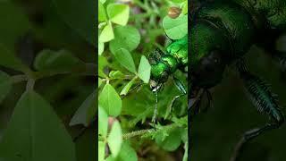 Tiger beetle locked and loaded! 