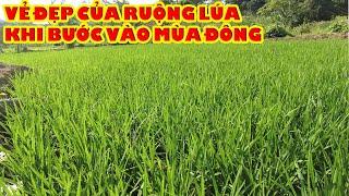 Thu hoạch Đỗ và vẻ đẹp của ruộng Lúa khi bước vào mùa đông || Tony Phong cuộc sống Châu Phi