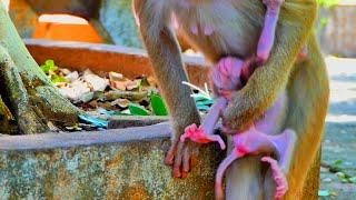 MY god, Why is mother monkey MOKA hold her baby monkey MOKEN like th at?