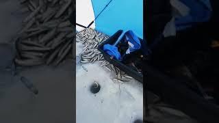 Рыбалка на дальнем востоке