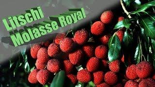 Molasse Royal Litchi im Test