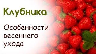 Особенности весеннего ухода за клубникой