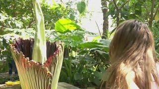 Como Park Zoo & Conservatory's 'Corpse Flower' is in bloom