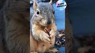 squirrel eat chestnut ASMR