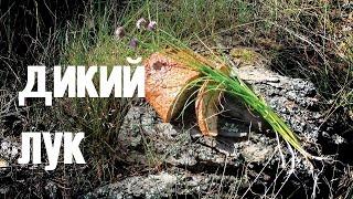 Дикий лук (шнитт, скорода)/  Wild leek