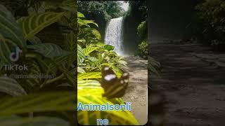 Animalsonline